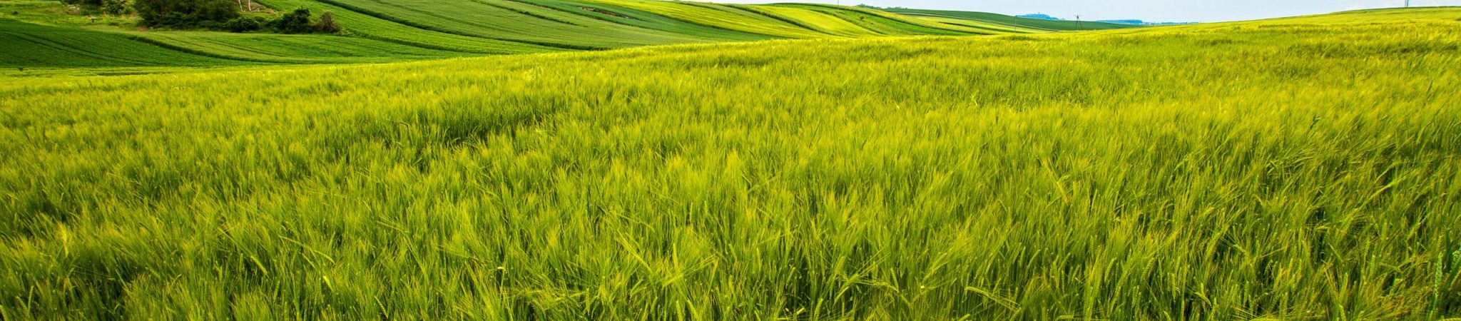 morning day in the countryside, green field